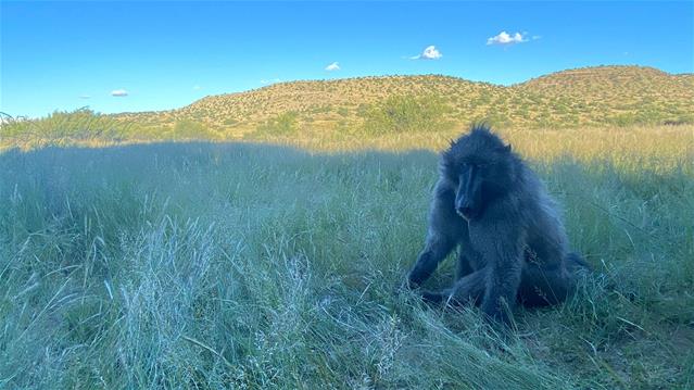Bloem baboon safely in scenic FS reserve | News Article