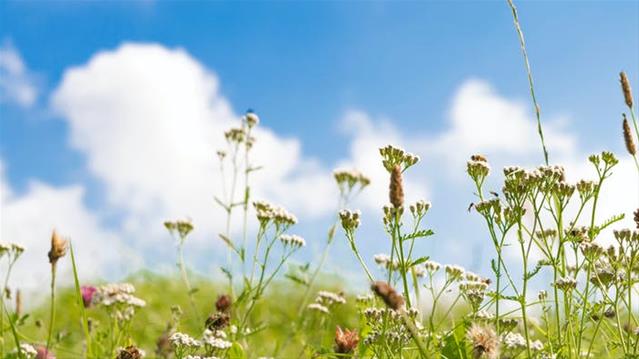 Pollen report for 12 - 18 March 2021 | News Article