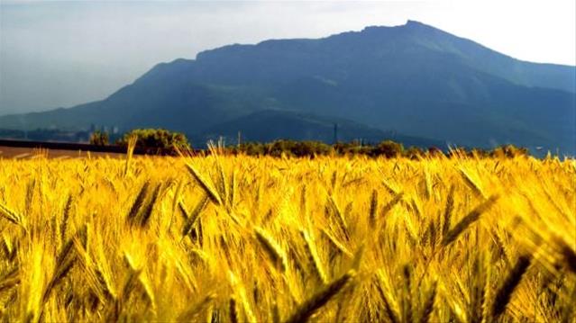 Agri-Uur: Jongste Safex-nuus | News Article