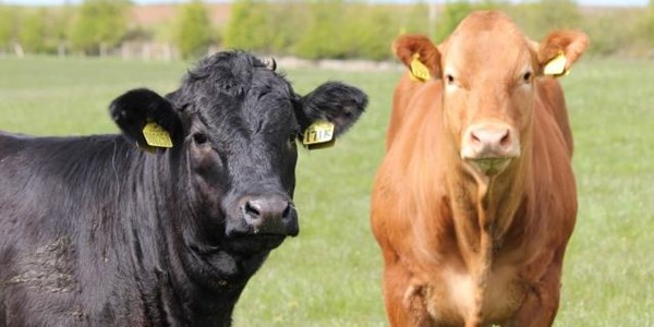 Geneties-aangepaste manlike diere vrugbaar gemaak Geneties-aangepaste manlike diere vrugbaar gemaak | News Article