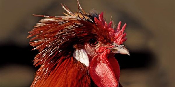 Rooster kills owner with cockfight blade | News Article