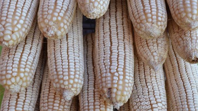 Agri-Uur: Jongste Safex-nuus | News Article