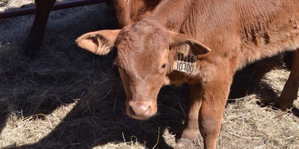 Groot sprong in vleispryse toegeskryf aan ‘wêreldklasvoerkrale’ Groot sprong in vleispryse toegeskryf aan ‘wêreldklasvoerkrale’ | News Article