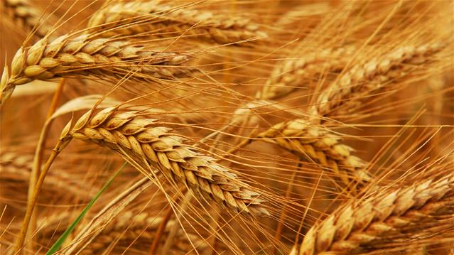 Agri-Uur: Jongste Safex-nuus | News Article