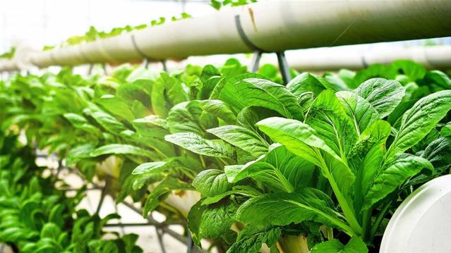 The art of Aquaponics  | News Article