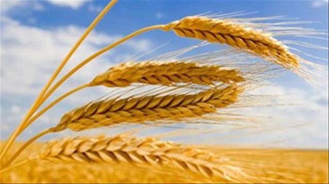 Agri-Uur: Jongste Safex-nuus | News Article