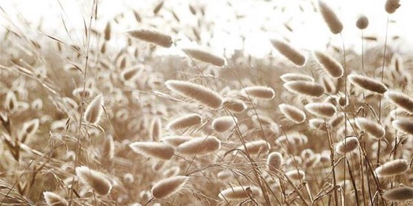 Pollen report for 19 - 25 March 2021 Pollen report for 19 - 25 March 2021 | News Article