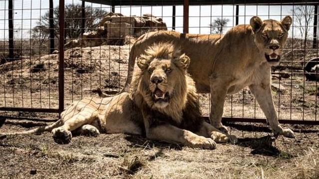 Lions found dead in Uganda in suspected poisoning | News Article