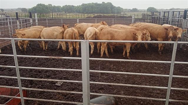Stock theft suspect to appear in court | News Article