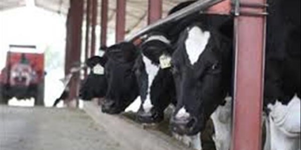 Melkprodusente trek aan kortste speen weens belastings | News Article