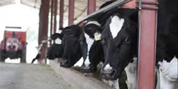 Melkprodusente trek aan kortste speen weens belastings Melkprodusente trek aan kortste speen weens belastings | News Article