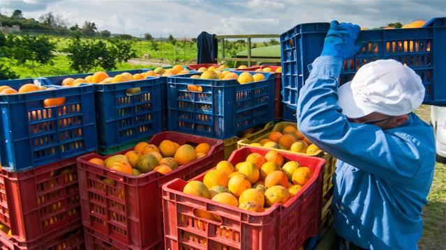 #OFMBusinessHour: Record exports for citrus industry | News Article
