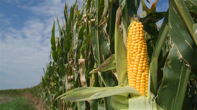 Agri-Uur: Jongste Safex-nuus | News Article