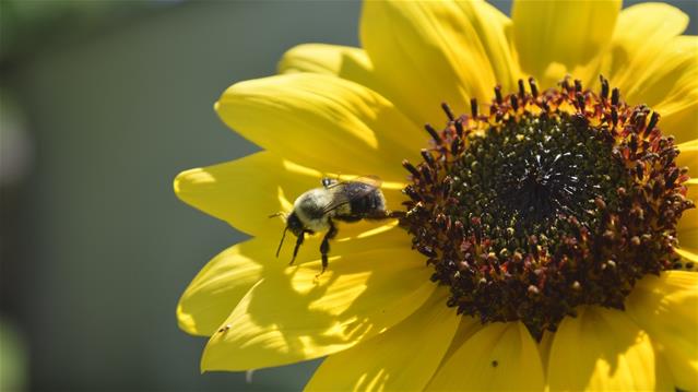 Byeboerdery die moeite werd ondanks skerp angels, sê NK-byeboer | News Article