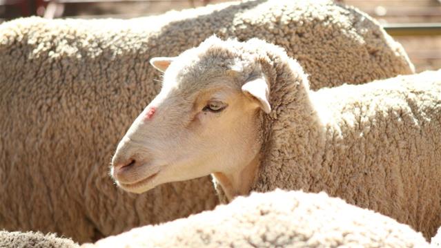 Daling in SA wolmark toegeskryf aan versterking van Rand | News Article
