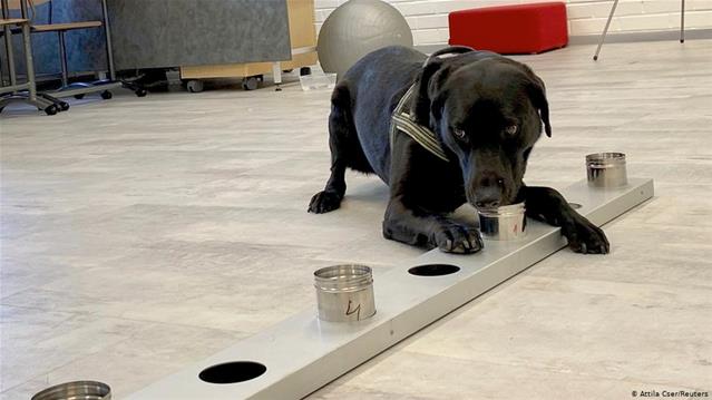 Dogs trained to sniff out #Covid19 cases at SA ports of entry | News Article