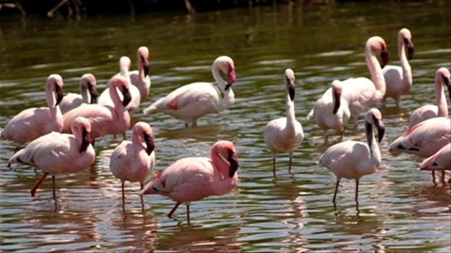 Agri News Podcast: NC waterbird deaths investigated | News Article