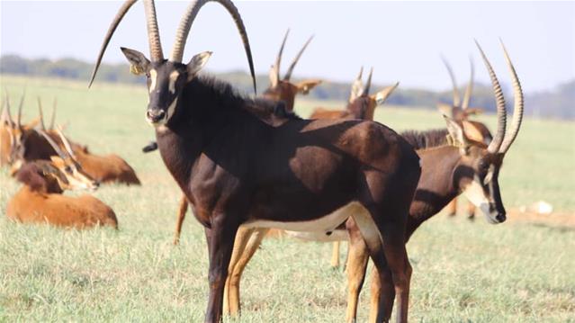 ‘Ons boer met wild om wild te bewaar’ | News Article