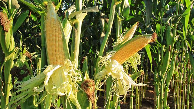 Agri podcast: CEC slightly lifts summer grain and oilseeds forecasts | News Article