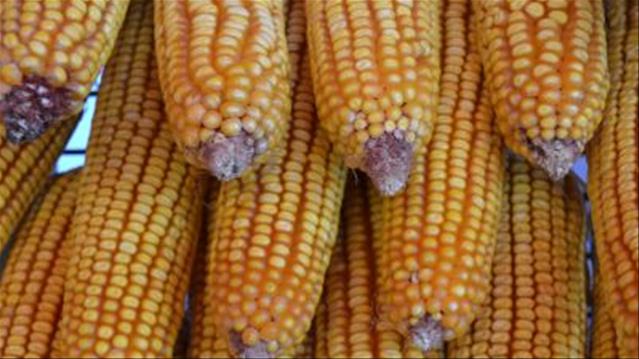 Agri-Uur: Jongste Safex-nuus | News Article