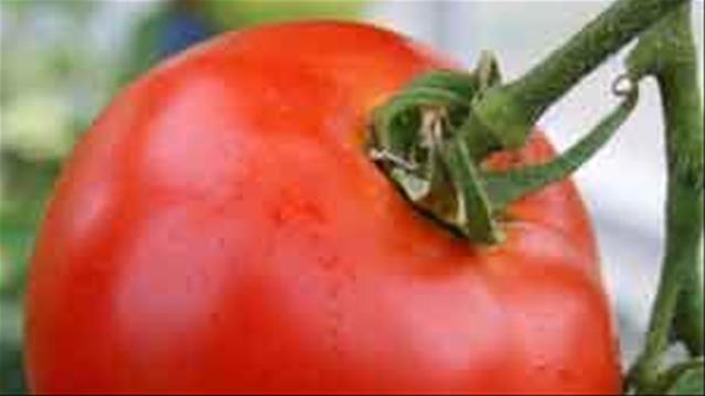 Excess rain leads to tomato shortages | News Article