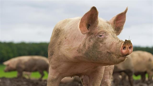 Agri News Podcast: Swine Fever outbreak in Vaal area | News Article