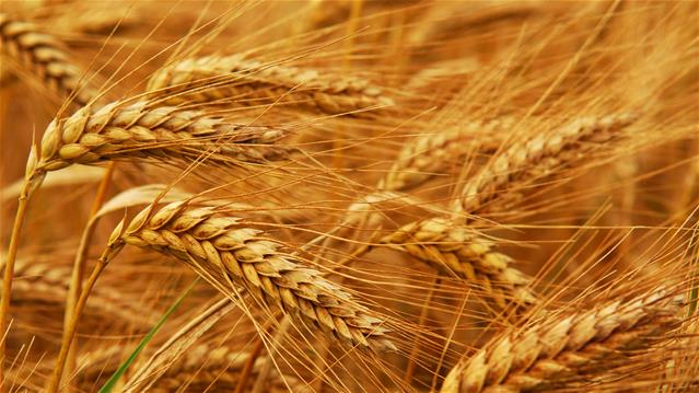 Agri-Uur: Jongste Safex-nuus | News Article