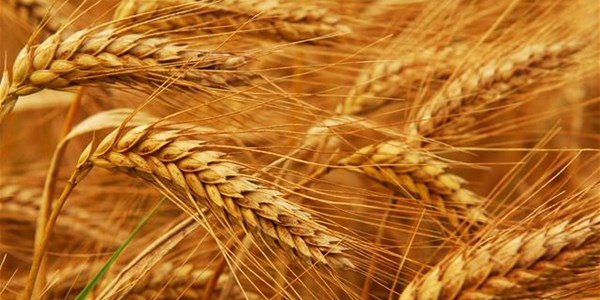 Agri-Uur: Jongste Safex-nuus Agri-Uur: Jongste Safex-nuus | News Article