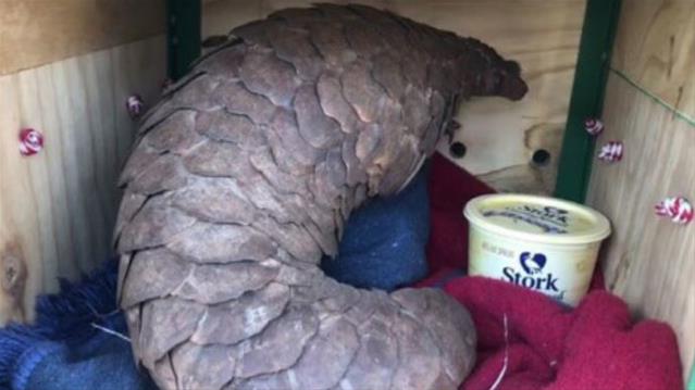Hawks nab six pangolin syndicate suspects | News Article