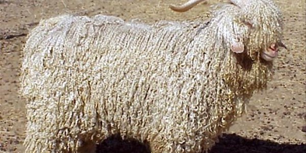 Styging in wolmark toegeskryf aan swakker Rand Styging in wolmark toegeskryf aan swakker Rand | News Article