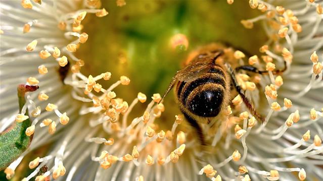 Pollen report for 4 - 11 March 2021 | News Article