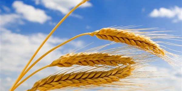 Agri-Uur: Jongste Safex-nuus Agri-Uur: Jongste Safex-nuus | News Article