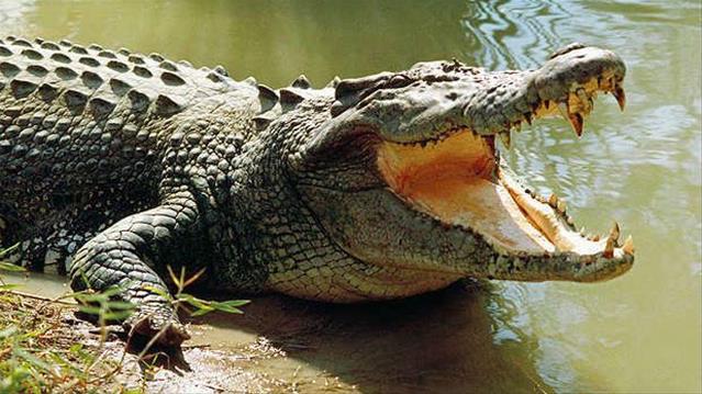 Bonnievale crocodiles still on the loose | News Article