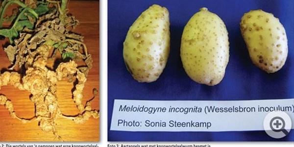 Deel 2: Aalwurms – nadele en maatreëls Deel 2: Aalwurms – nadele en maatreëls | News Article