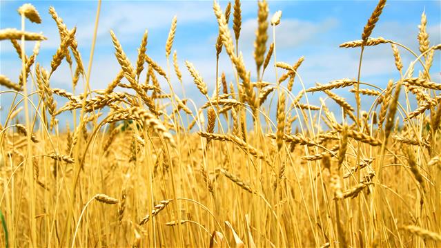 Agri-Uur: Jongste Safex-nuus | News Article