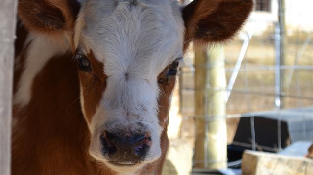 Landbounuus-podcast: Speenkalfpryse sal daal - kenner | News Article