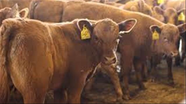 Landbounuus-podcast: Ses-maande grasie-periode vir biosekuriteitsmaatreëls  | News Article