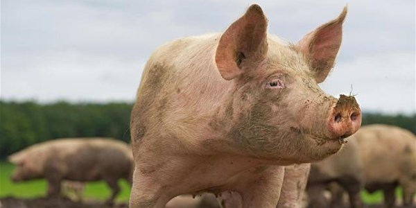 NW department confirms African swine fever outbreak | News Article