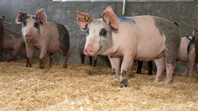 African Swine Fever outbreak confirmed in NW | News Article