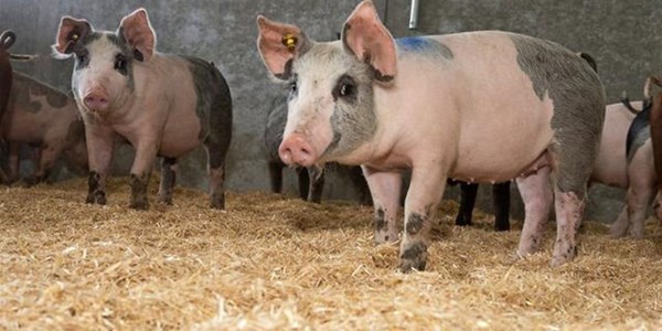 African Swine Fever outbreak confirmed in NW | News Article