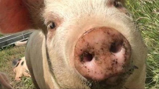 Agri podcast: African Swine Fever confirmed in North West  | News Article