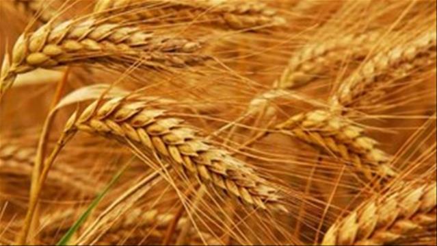 Agri-Uur: Jongste Safex-nuus | News Article