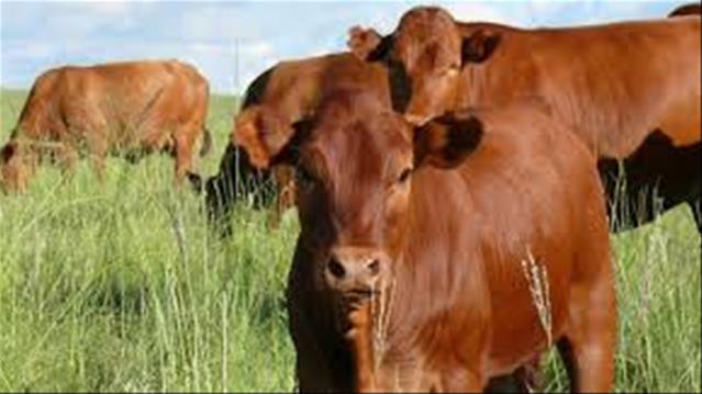 Livestock marketing tips | News Article