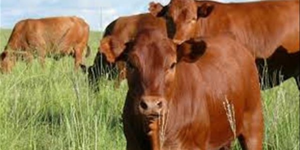 Livestock marketing tips | News Article