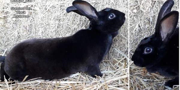 Part 1: Rabbits, a versatile animal to farm with Part 1: Rabbits, a versatile animal to farm with | News Article