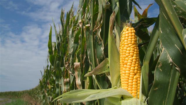 Agri-Uur: Jongste Safex-nuus | News Article