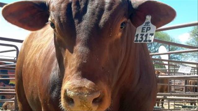 Lewendehawe pryse lyk steeds goed | News Article