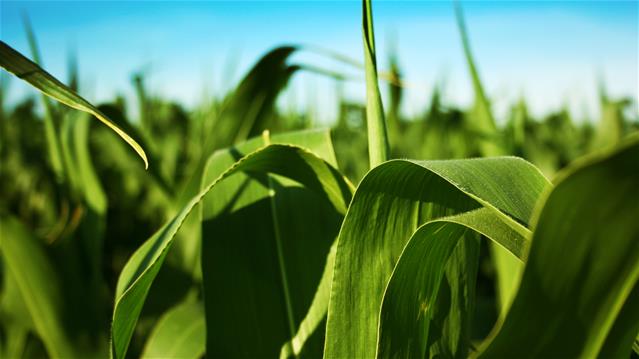 Agri-Uur: Jongste Safex-nuus | News Article