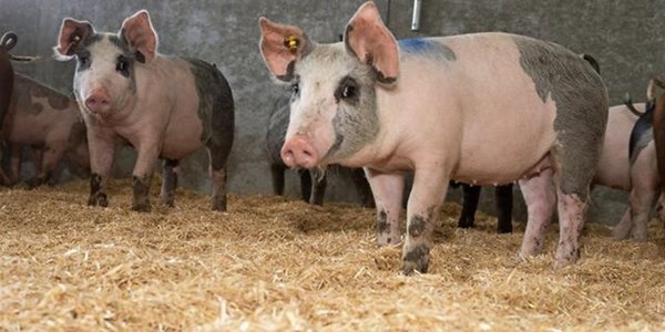 Hier is van jou hoof landboustories op OFM Hier is van jou hoof landboustories op OFM | News Article