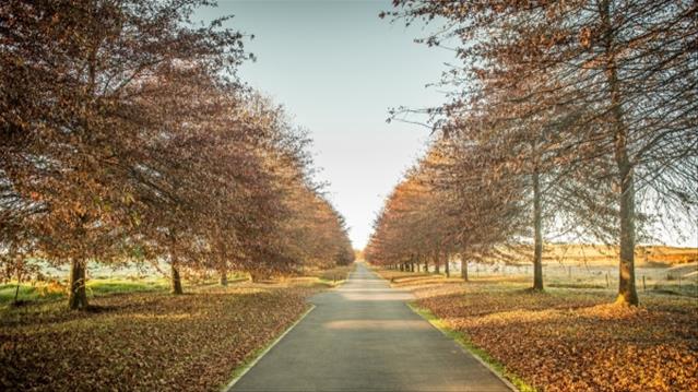 Pollen report for 16 - 22 April 2021 | News Article